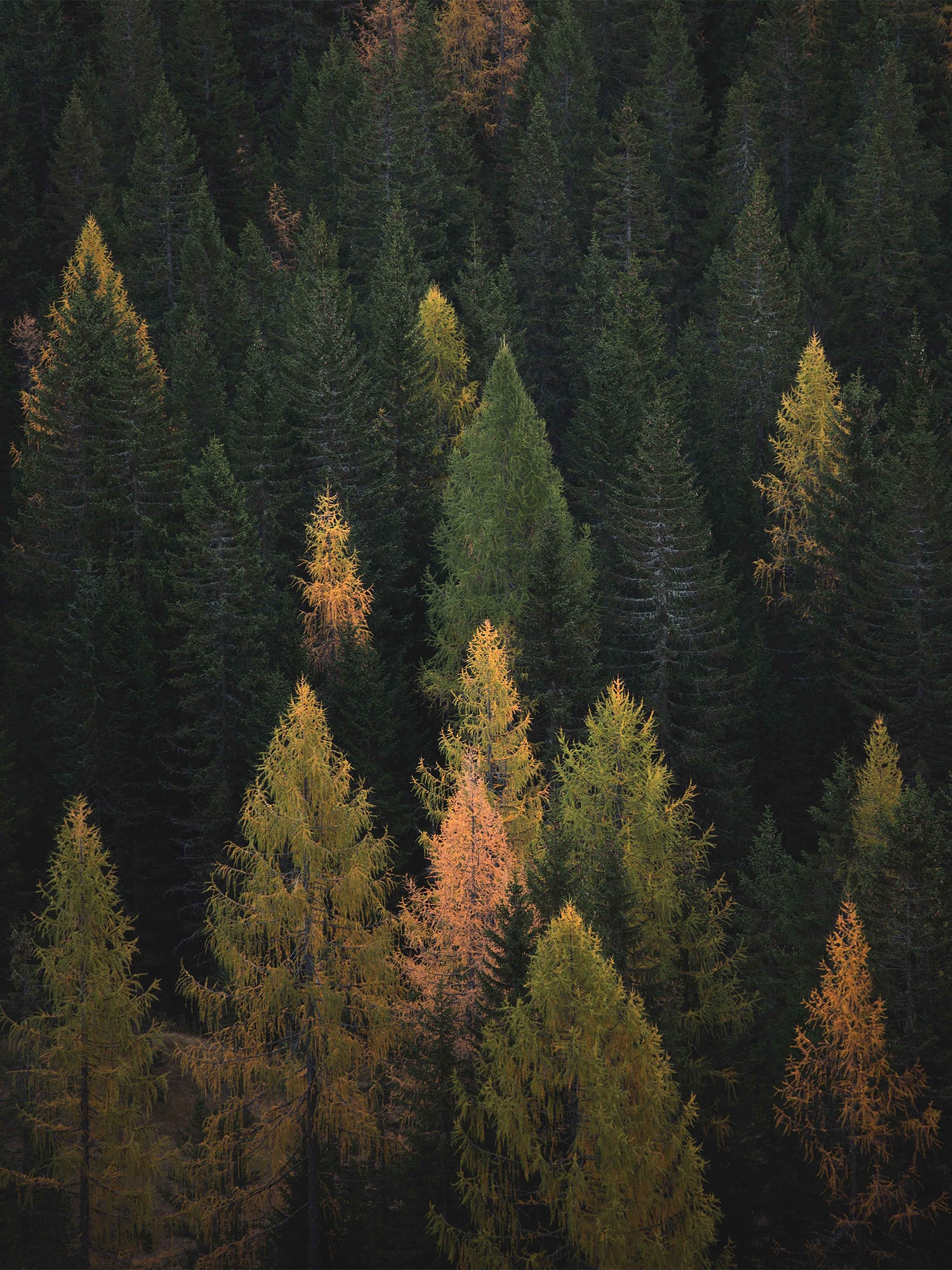 Набор из 3х постеров "Унисон" Woodland 5