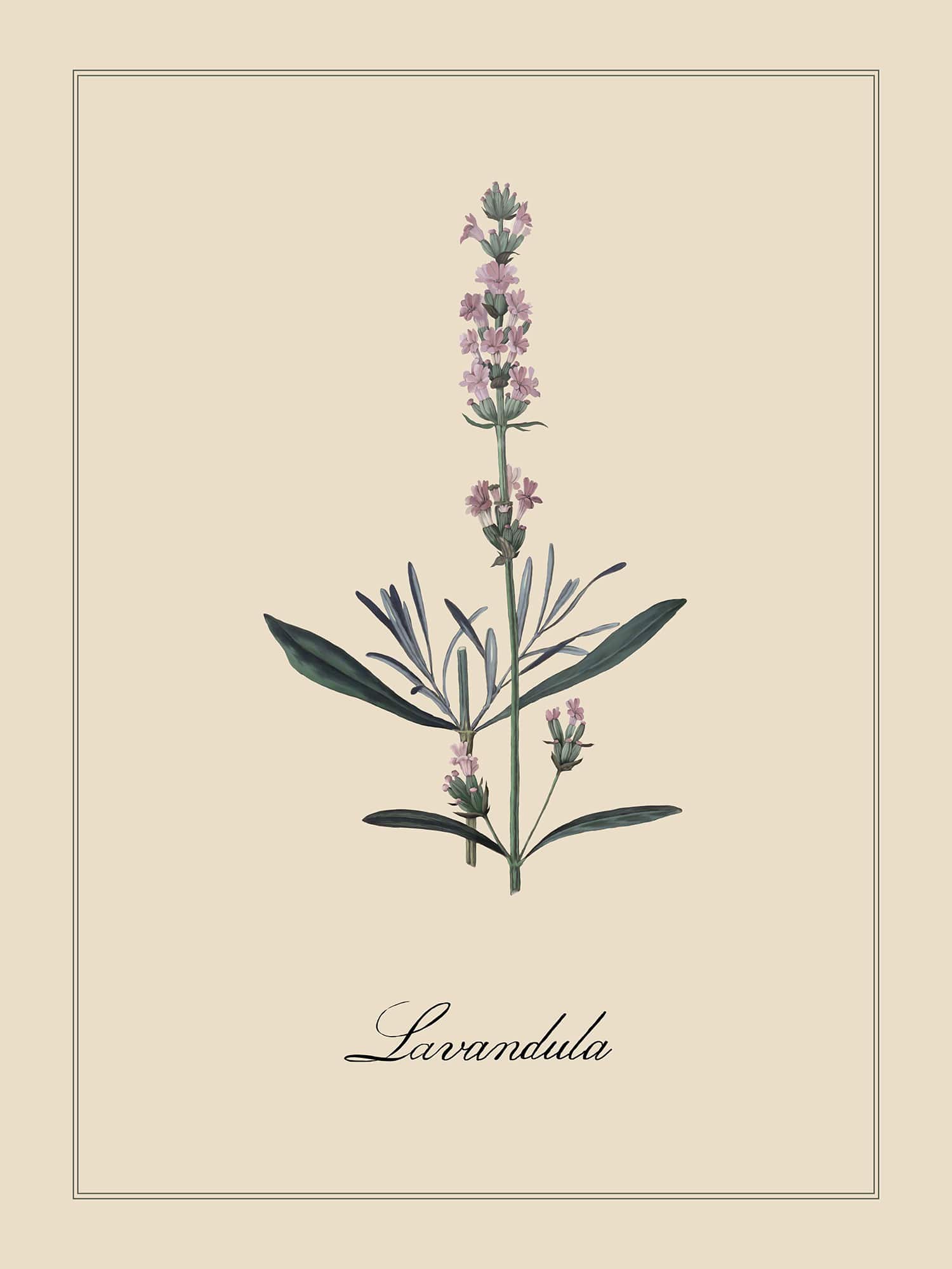 Унисон Botanica 6