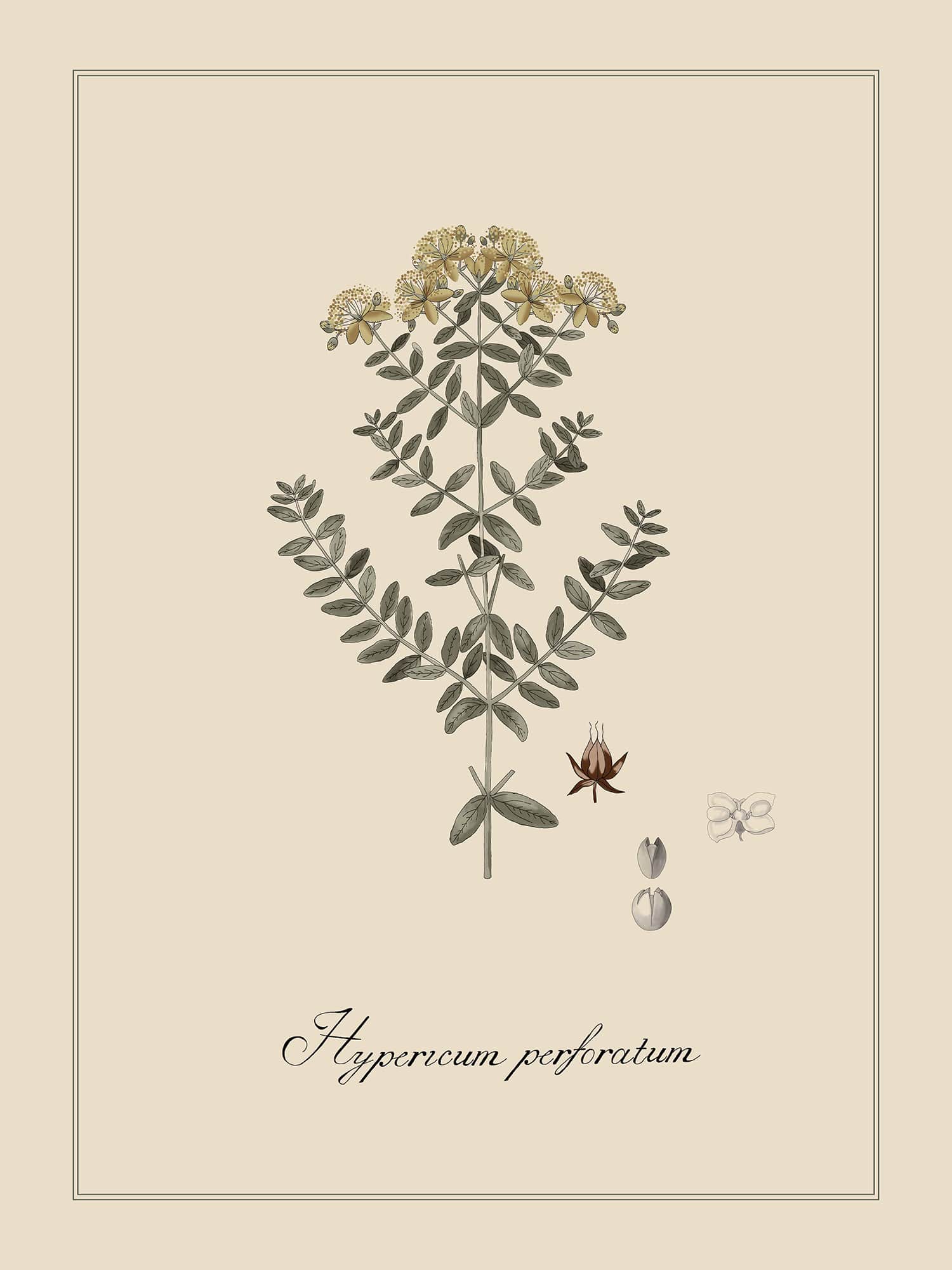 Унисон Botanica 5