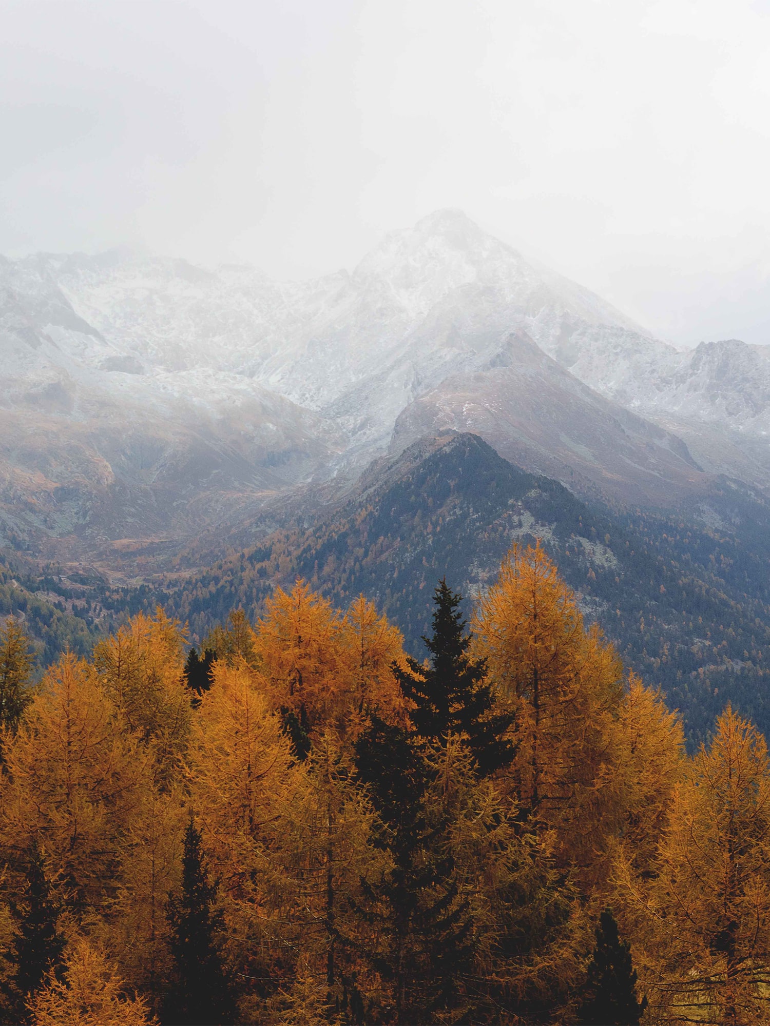 Набор из 3х постеров "Унисон" Woodland 4