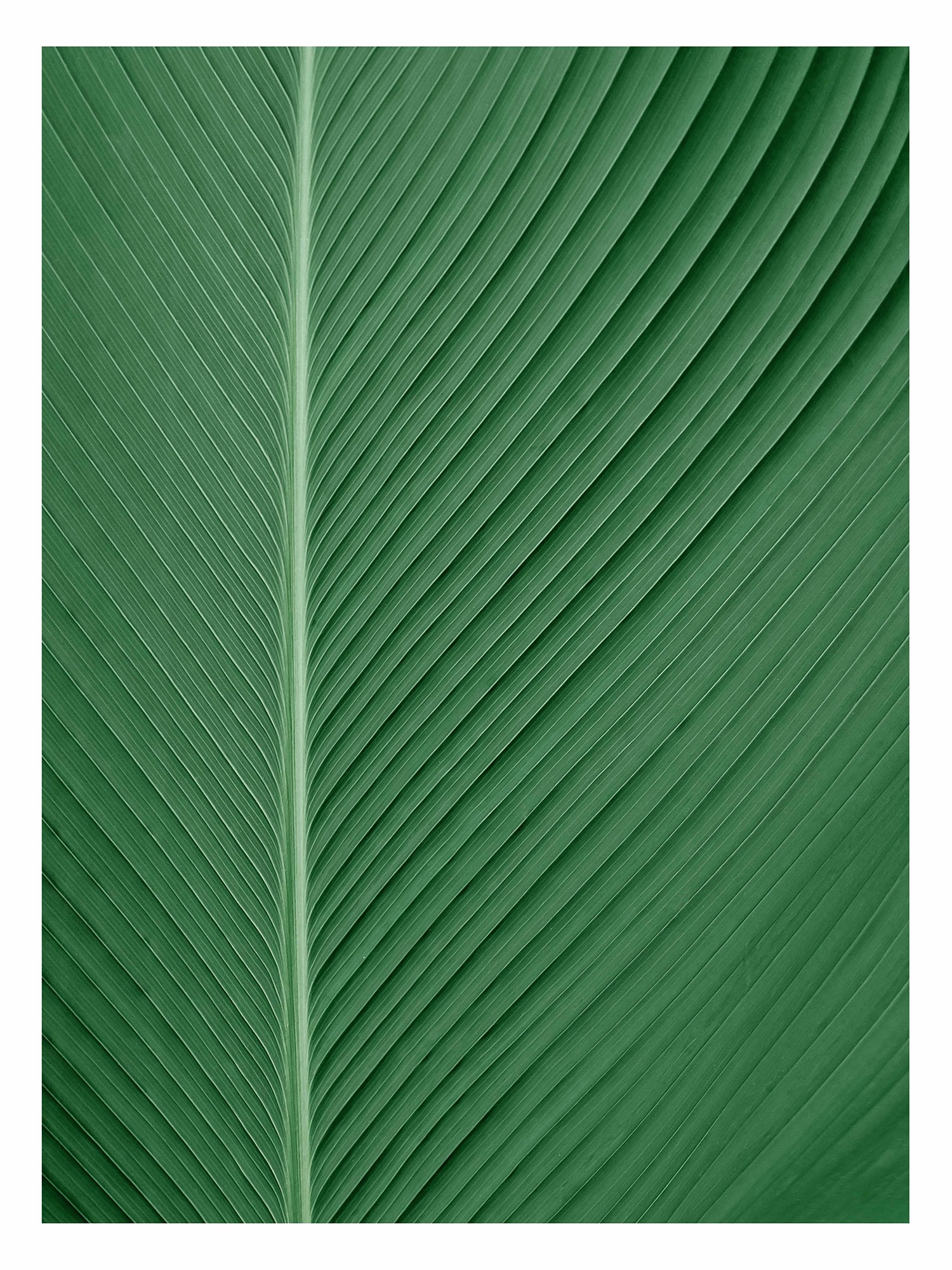 Набор из 3х постеров "Унисон" Tropical leaves 2