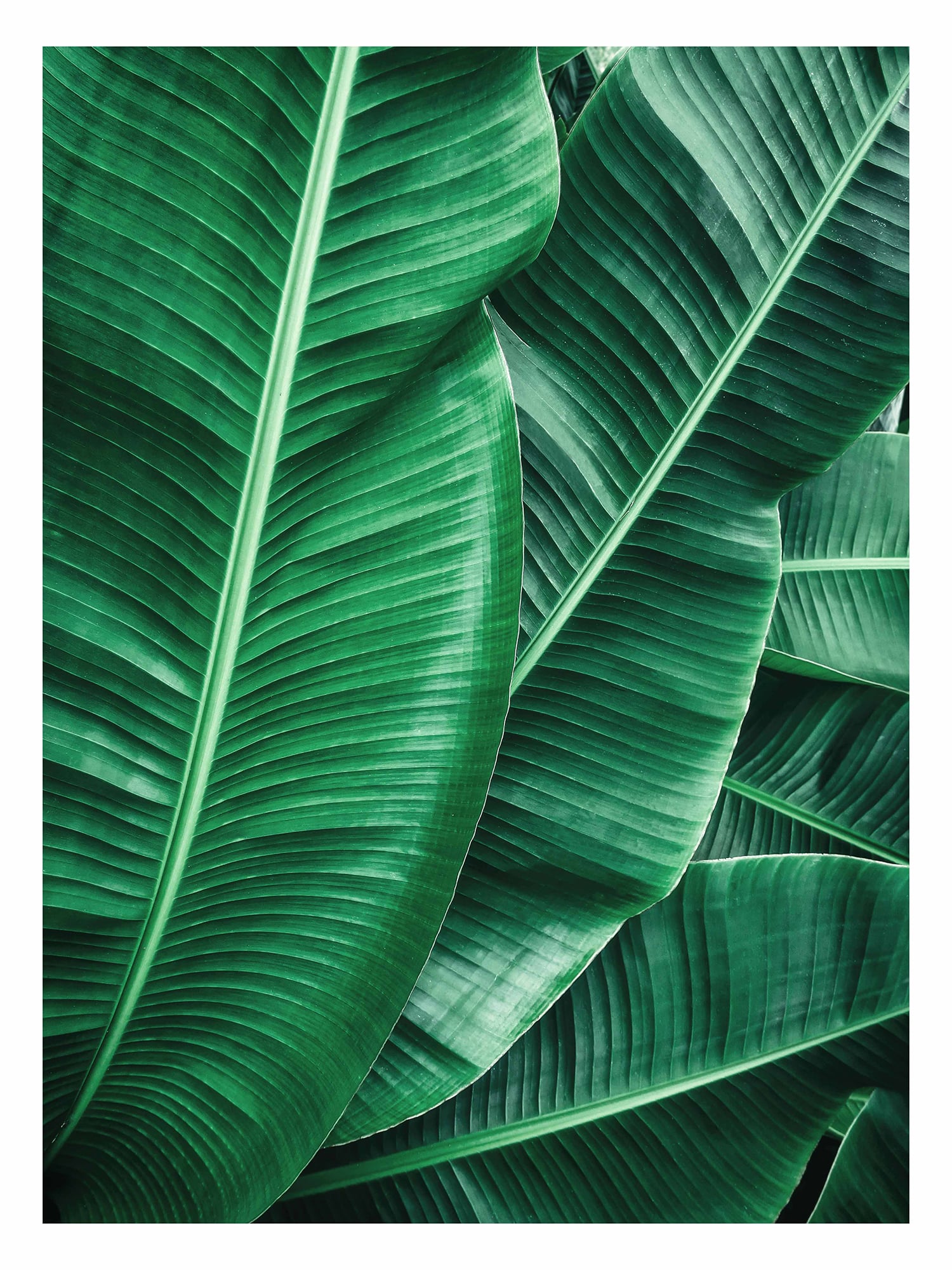 Набор из 3х постеров "Унисон" Tropical leaves 3