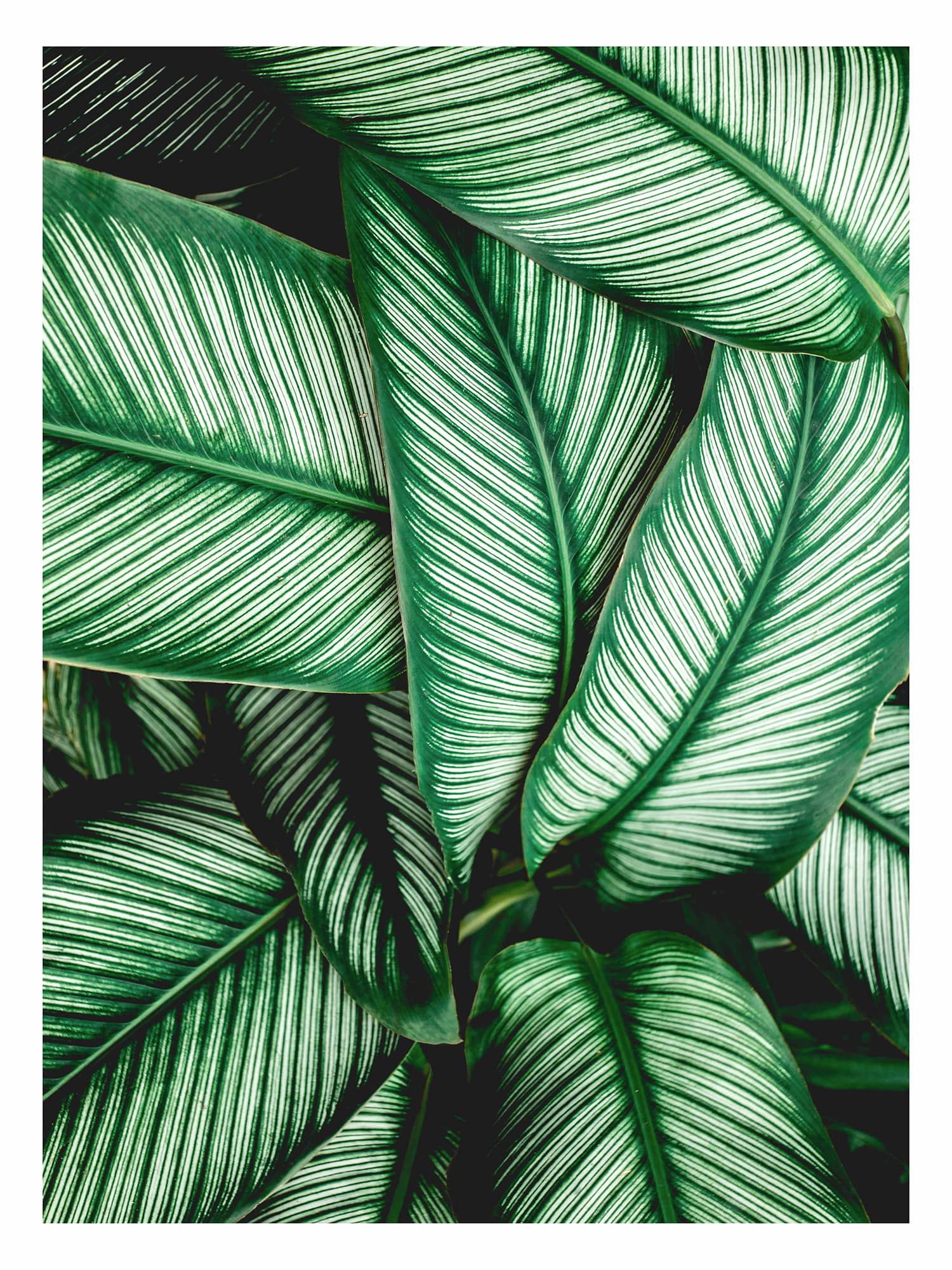 Набор из 3х постеров "Унисон" Tropical leaves 1