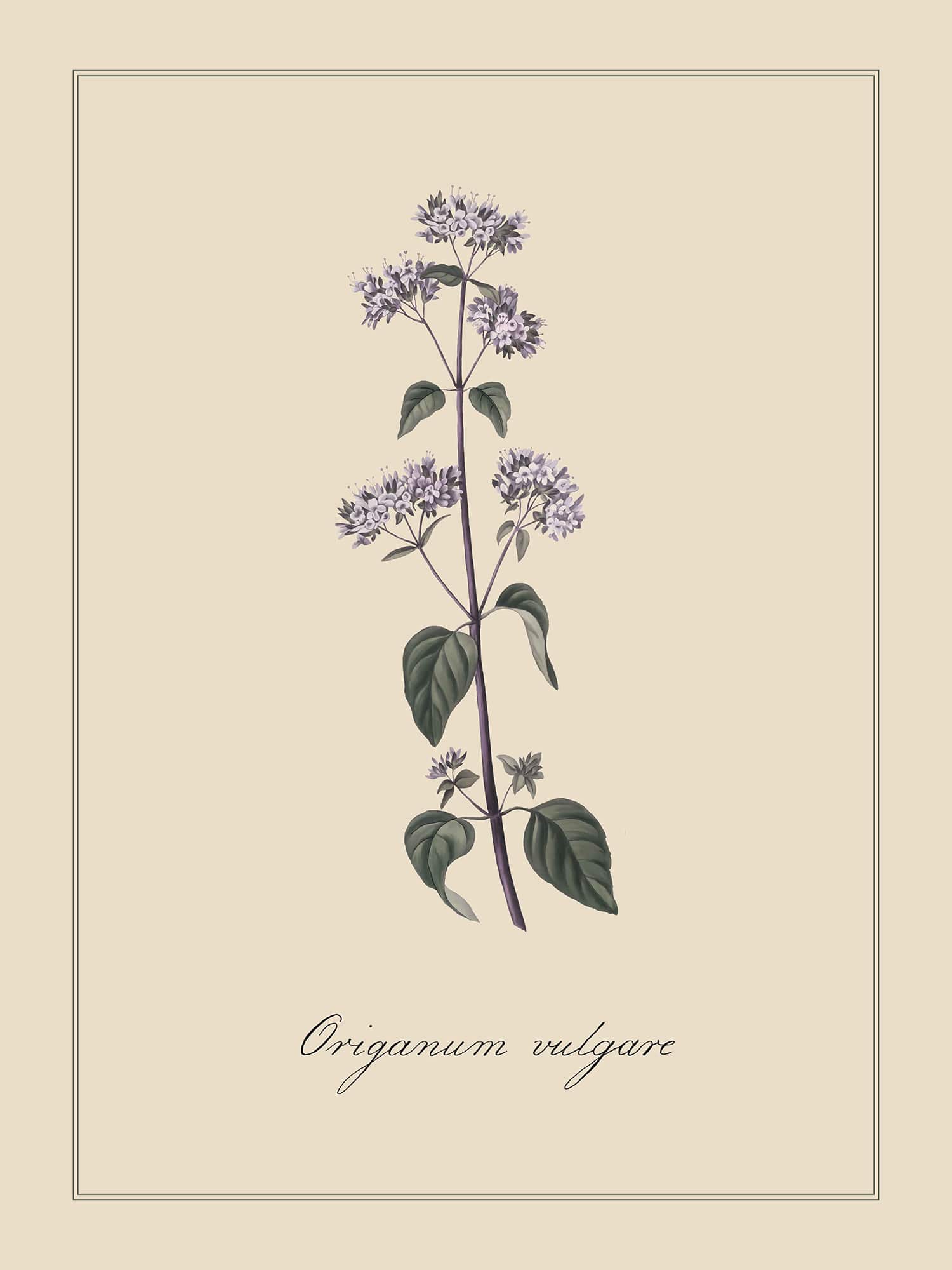 Унисон Botanica 7